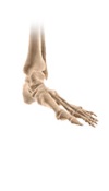 Ankle Rehabilitation Forms