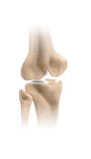 Knee Rehabilitation  Forms